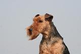 WELSH TERRIER 043